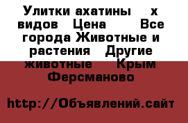 Улитки ахатины  2-х видов › Цена ­ 0 - Все города Животные и растения » Другие животные   . Крым,Ферсманово